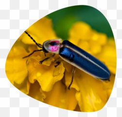 Firefly Insect Png - Fireflies Do Look Like Firefly