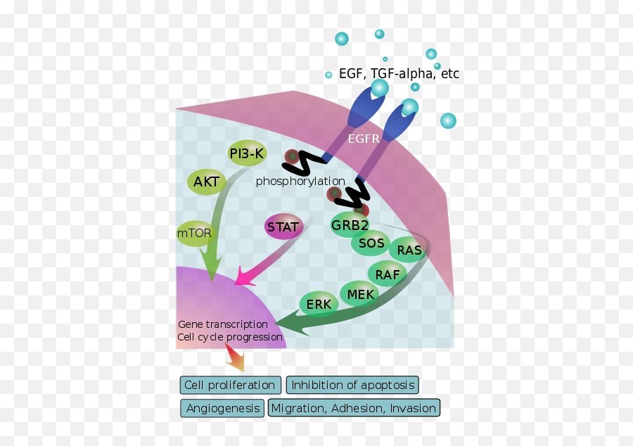 Epidermal Growth Factor Receptor Egfr Signaling Pathway - Egfr Inhibitor Lung Cancer Png,Pathway Png