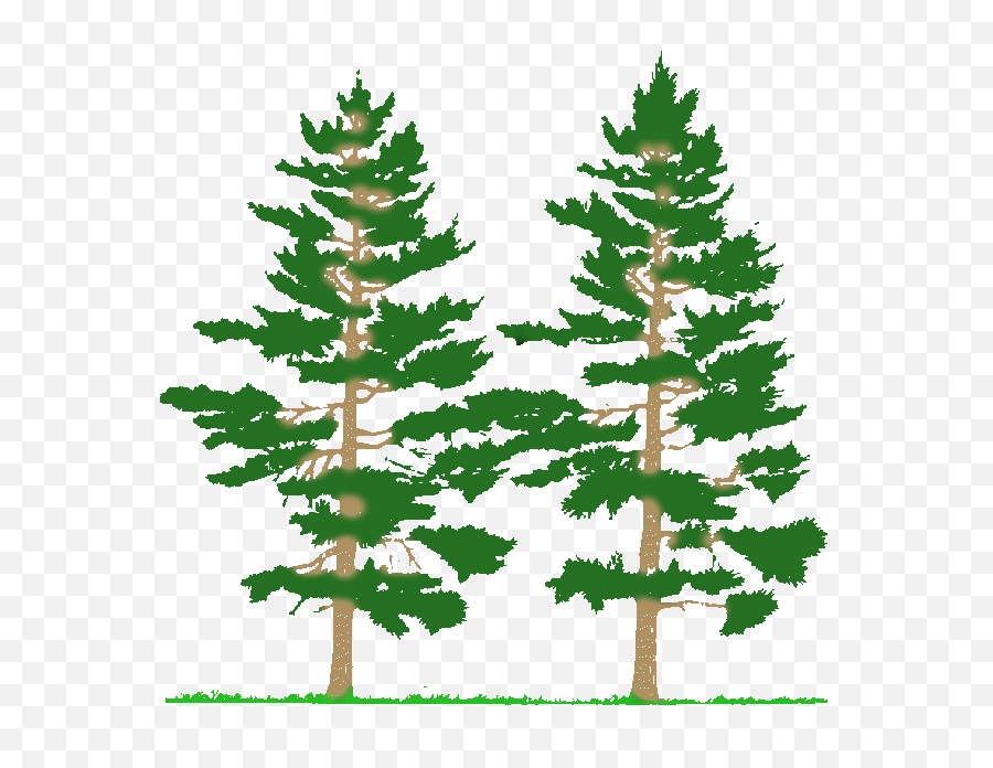 Download Pine Tree Black And White Image Clipart Png Free - Types Of Forest Fire,Pine Tree Branch Png