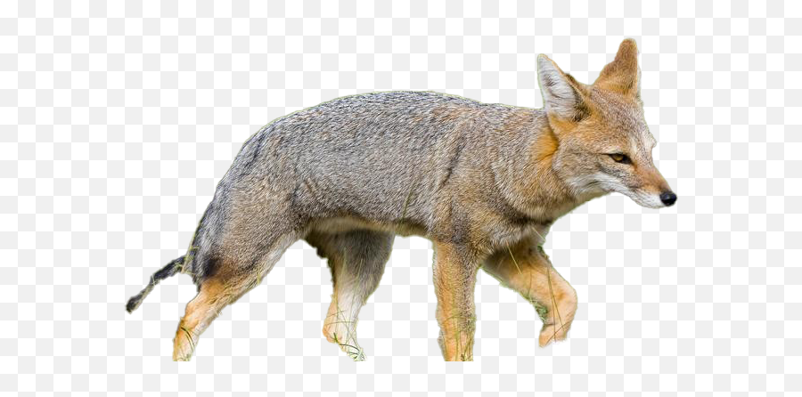 Fox Png Photos Play - Grey Fox,Jackal Png
