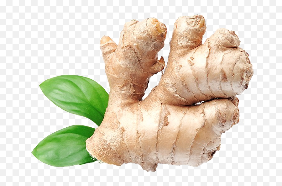 Download Ginger Png Image - Protector Ginger Shampoo,Ginger Png