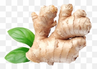 Download Ginger Png Image - Protector Ginger Shampoo,Ginger Png