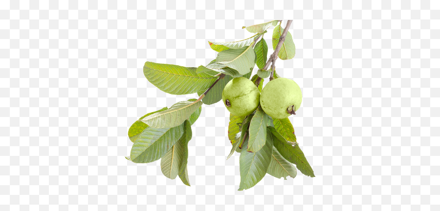 Download Hd Guava Juice - Transparent Guava Tree Png,Guava Png