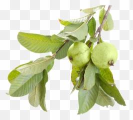 Download Hd Guava Juice - Transparent Guava Tree Png,Guava Png