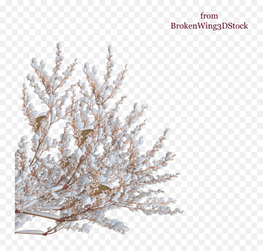 Tree Shrub Winter Branch - Snow Top Png Download 900900 Transparent Background Snow On Tree Png,Snow Gif Png