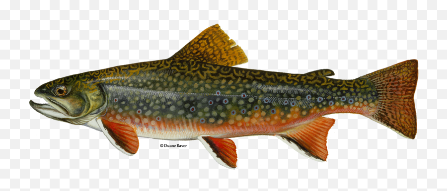 Download Brook Trout - North Carolina Brook Trout Png,Trout Png