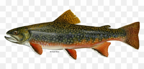 Download Brook Trout - North Carolina Brook Trout Png,Trout Png
