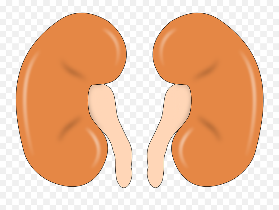 Kidney Anatomy Human - 2 Kidneys Png,Kidney Png