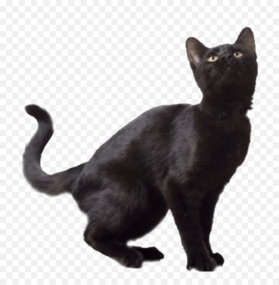 Black Cat Png Images Transparen - Transparent Black Cat Png,White Cat Png