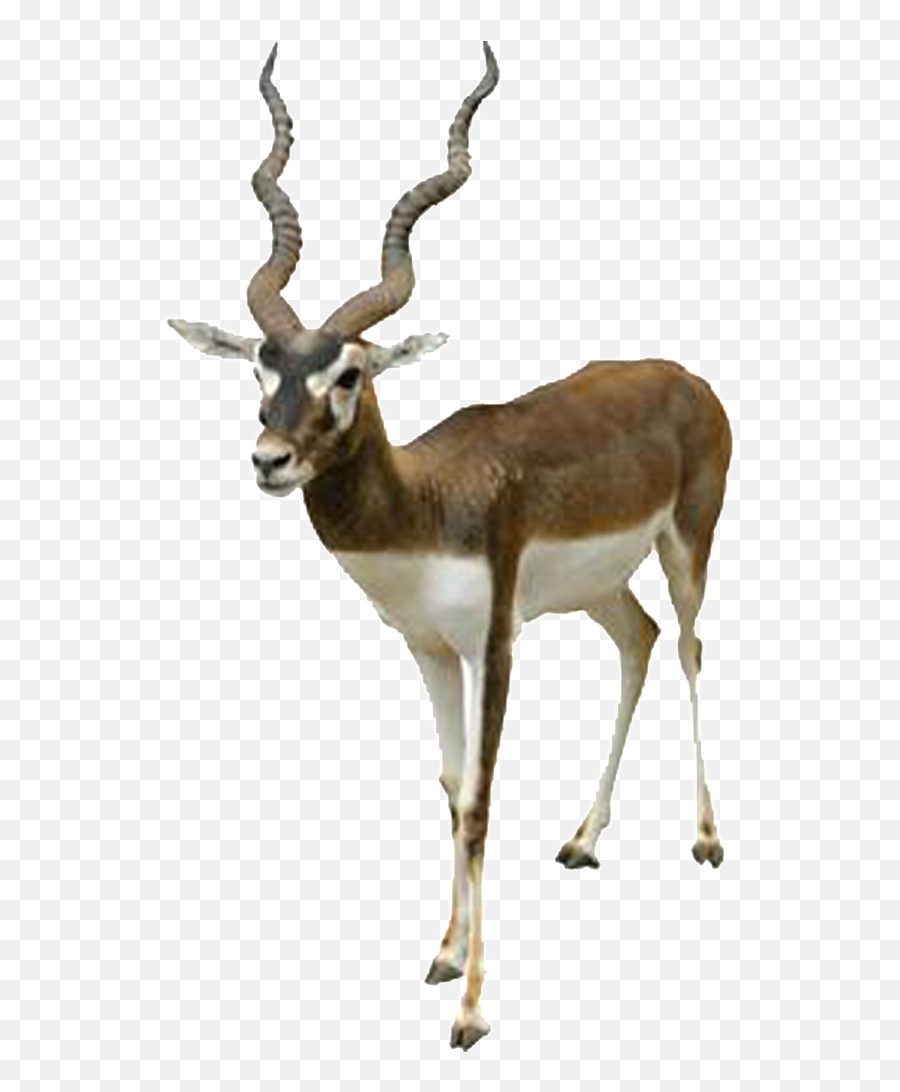 Download Hd Beautiful Tibetan Antelope - Black Buck White Background Png,Antelope Png