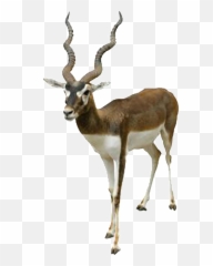 Download Hd Beautiful Tibetan Antelope - Black Buck White Background Png,Antelope Png