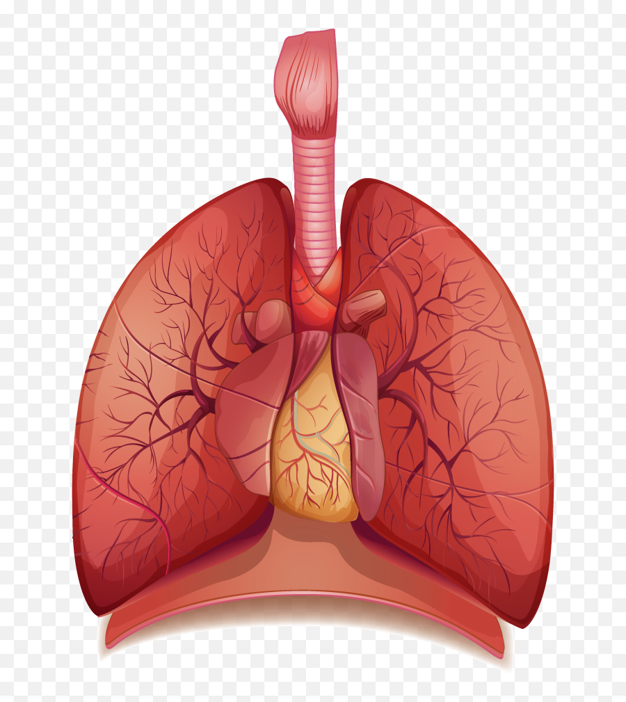 Lung Clipart Png 2 Image - Does Asthma Look Like,Lung Png