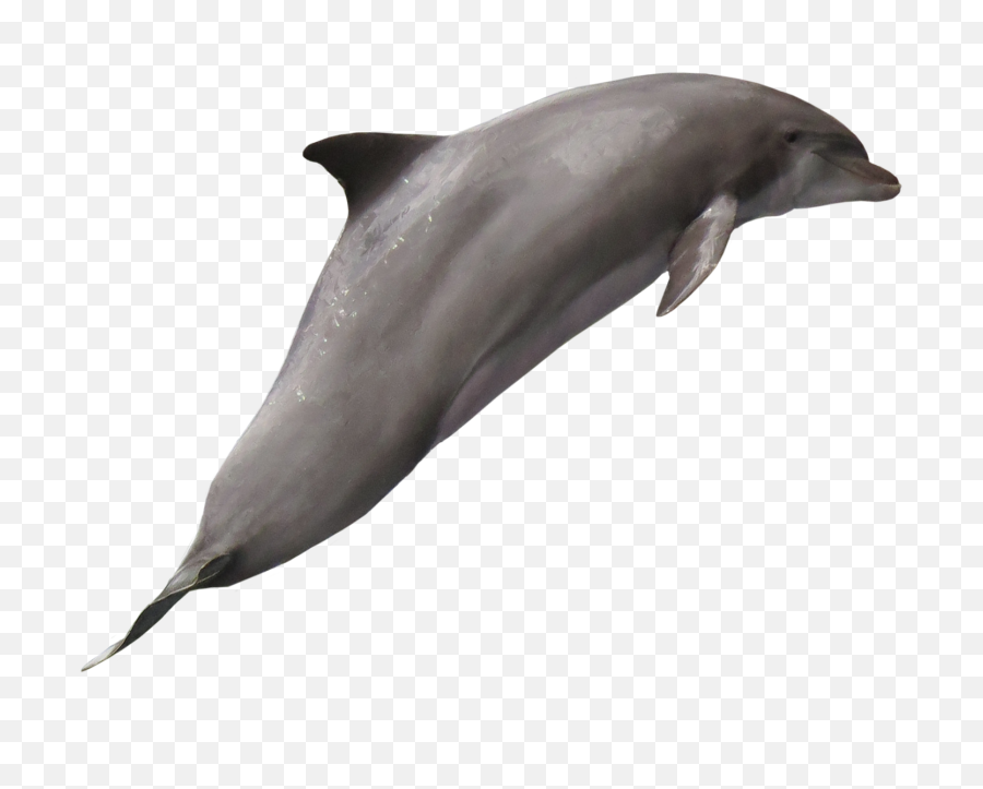 Dolphin Png Image - Common Bottlenose Dolphin,Dolphin Transparent Background