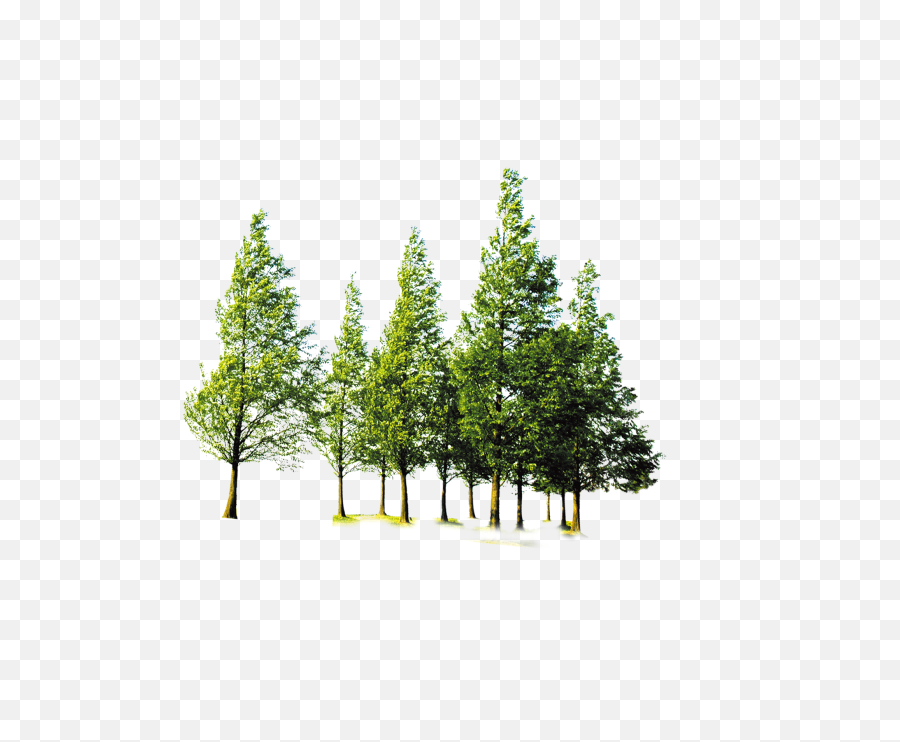 Forest Trees Png Download - Transparent Forest Tree Png,Forest Tree Png