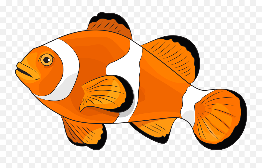 Amphiprion Ocellaris Clipart - Parts Of A Clown Fish Png,Clownfish Png