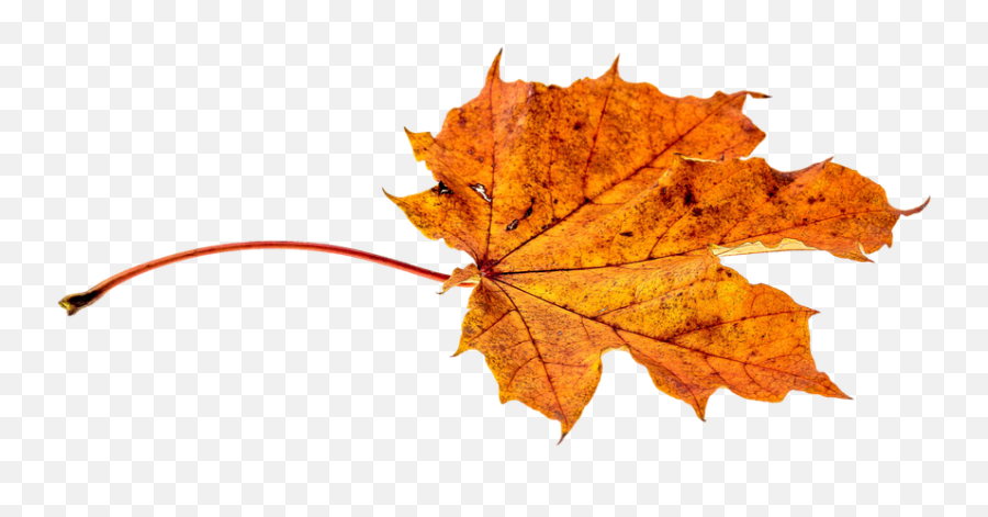 Leaves Png Transparent Leaf Autumn Fall - Transparent Falling Leaves Png,Leaves Falling Png