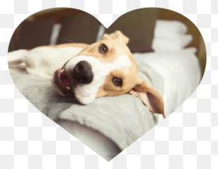 The Perfect Pooch Nyc - Hotels Png,Dog Sitting Png