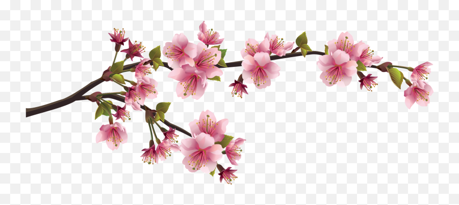 Download Hd Sakura Png - Cherry Blossom Branch Png Cherry Blossom Chinese Flower Png,Sakura Png