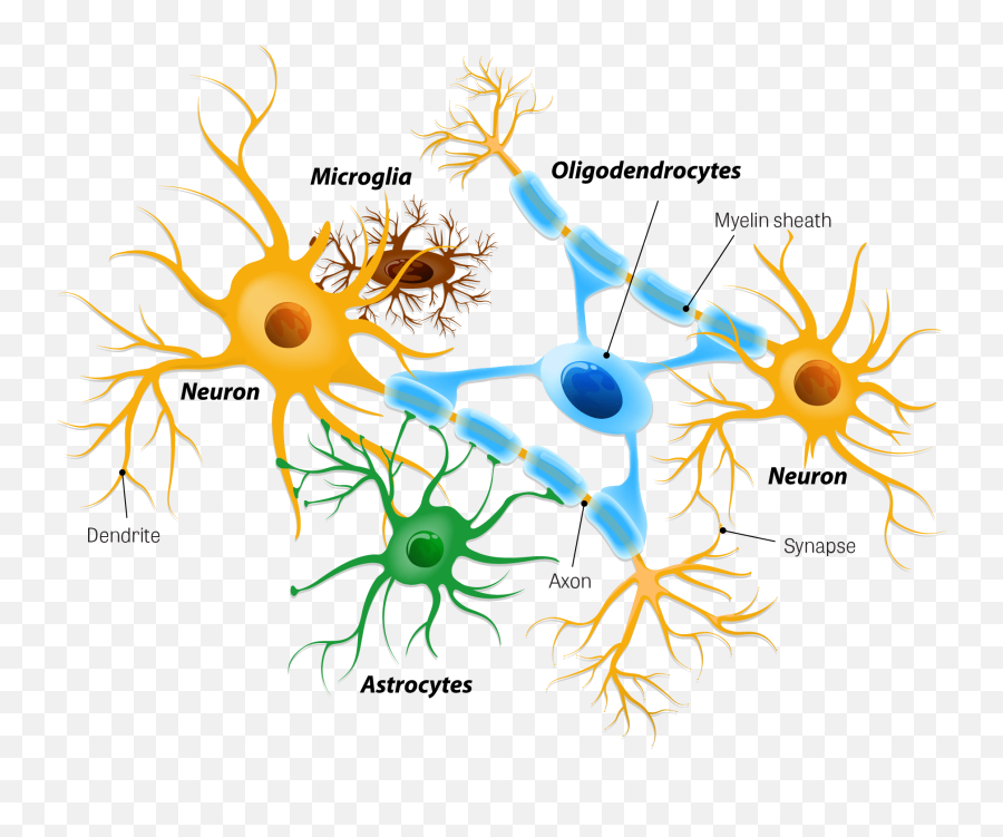 Toxtutor - Neurotoxicity Neuroglial Cell Png,Nervous System Icon