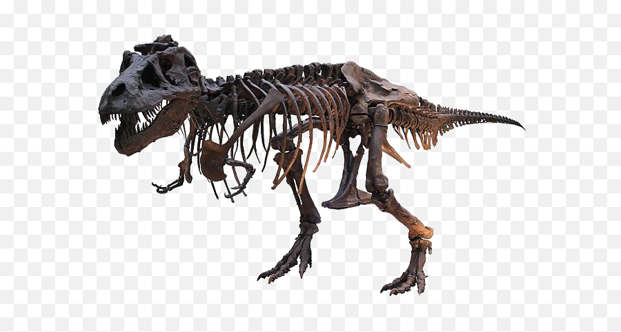 Tyrannosaurus Rex Png Free Download Arts - Dinosaurs Museum Of Natural History,Dinosaur Skull Png