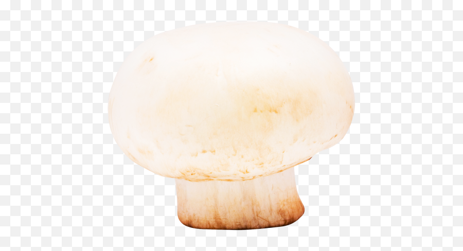 Mushroom Png Image - Pngpix Pleurotus Eryngii,Mushroom Png