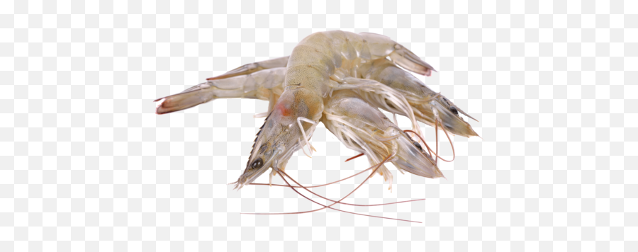 Product - Litopenaeus Setiferus Png,Shrimp Png