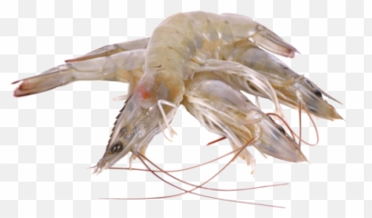 Product - Litopenaeus Setiferus Png,Shrimp Png