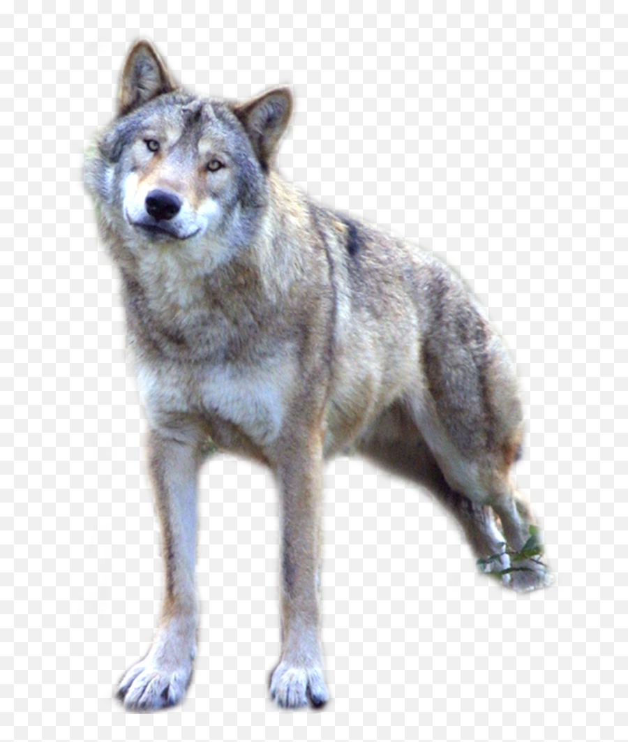Wolf Png - Grey Wolf Wolf Png,Wolf Transparent