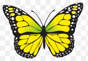 Png V Mariposa