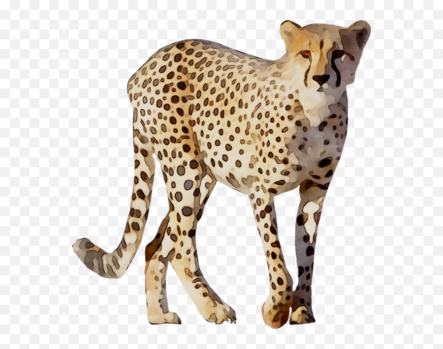 Cheetah Leopard Lion Animal Drawing - Png Download 768774 Cheetah Png,Chester Cheetah Png