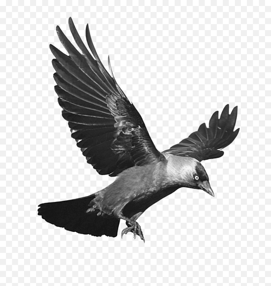 Raven Flying Transparent Background - Crow Png,Crow Transparent