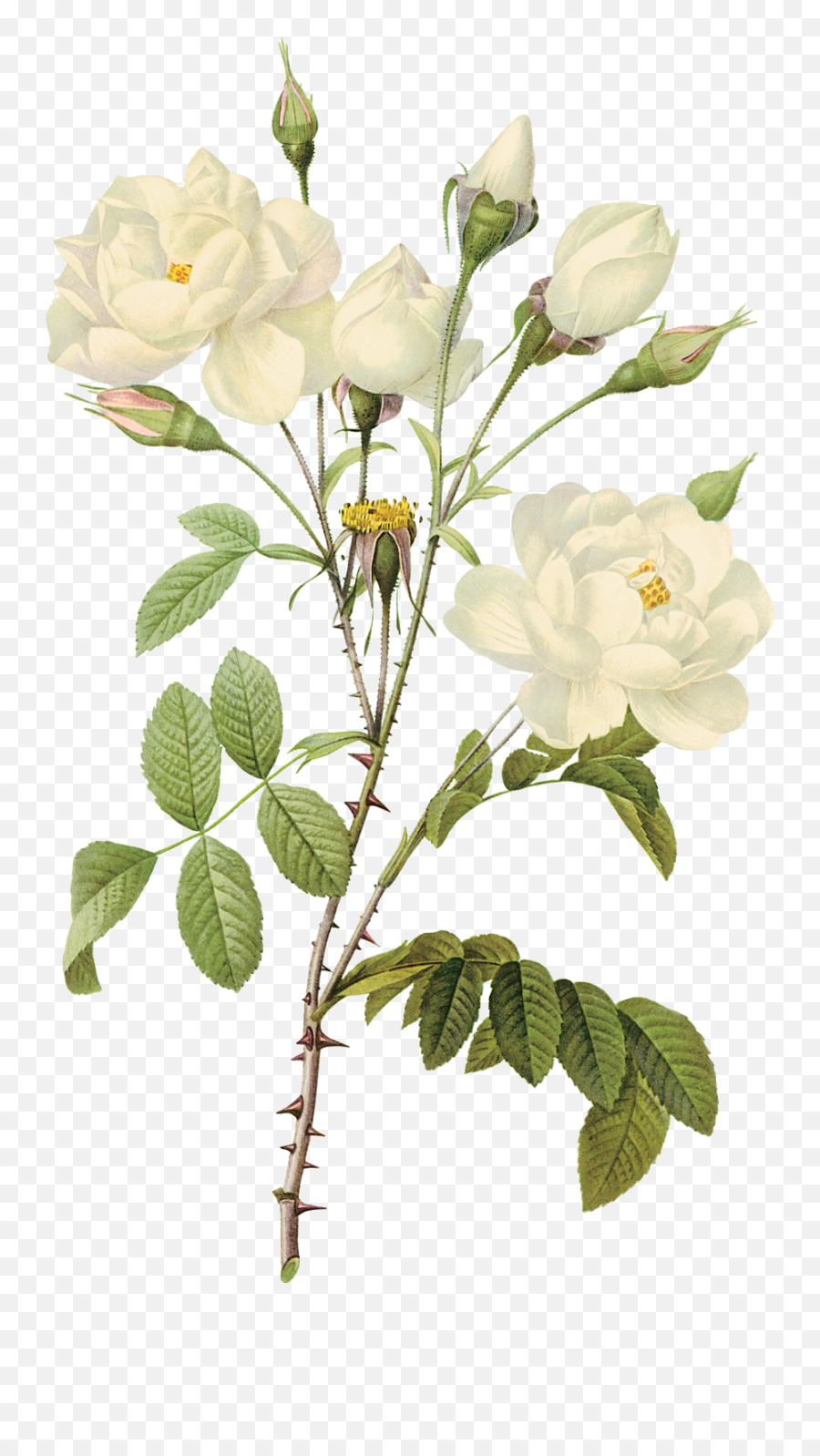 White Roses Png Free Download 16 - White Transparent Flowers Png,White Roses Png