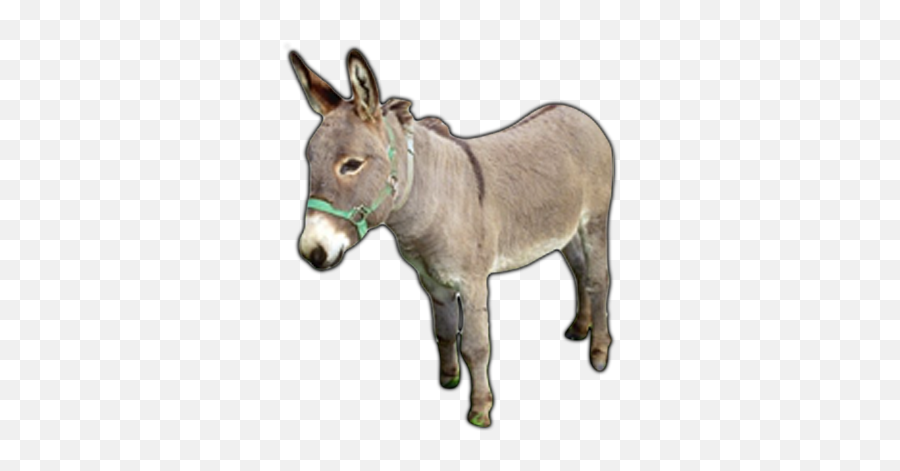Donkey Png High Quality Image - Donkey Png,Donkey Png