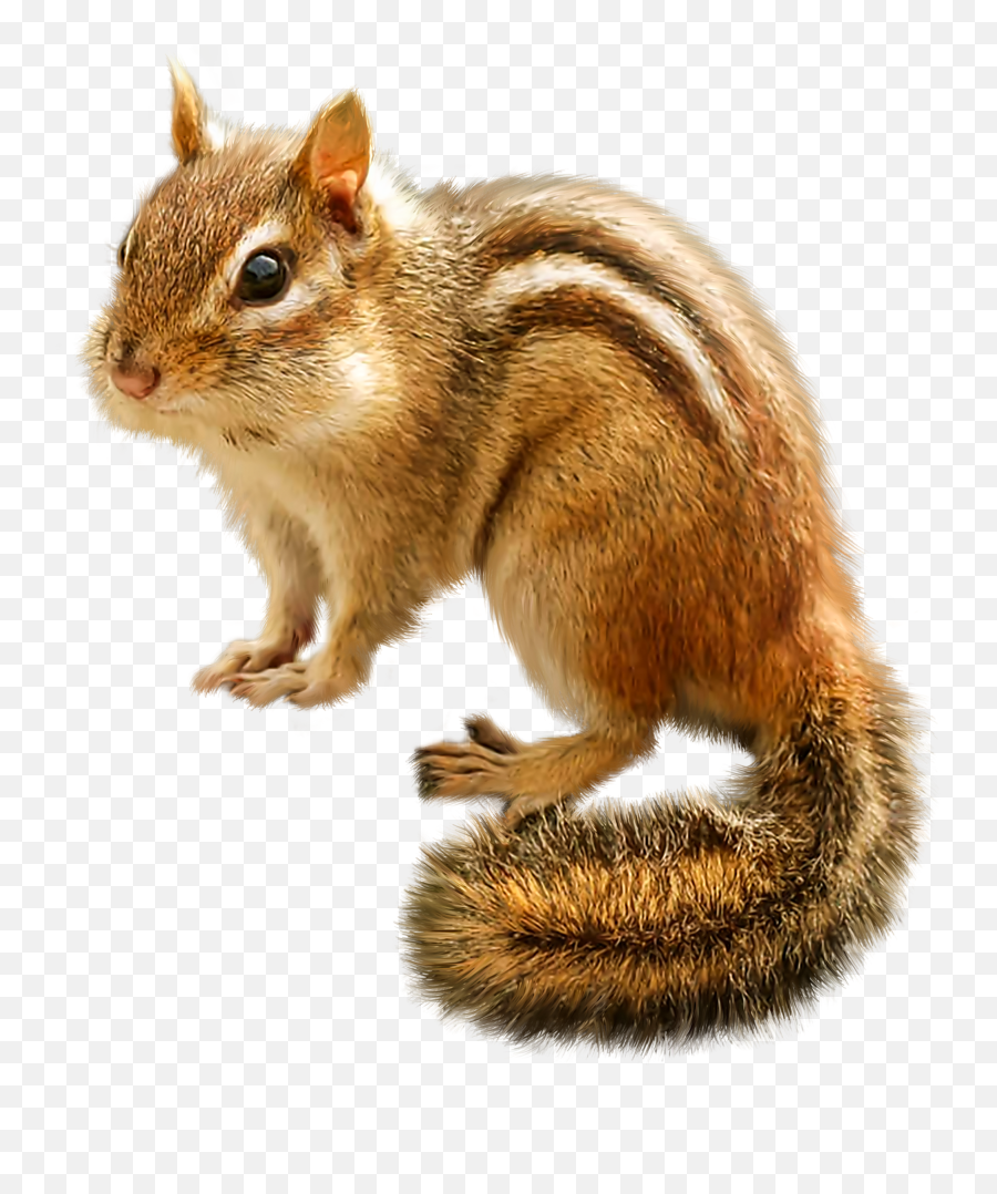 Clipart Squirrel Transparent Background - Chipmunk Clipart Png,Squirrel Transparent Background