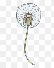 Dandelion Puff Clipart Free Download Transparent Png - Clip Art