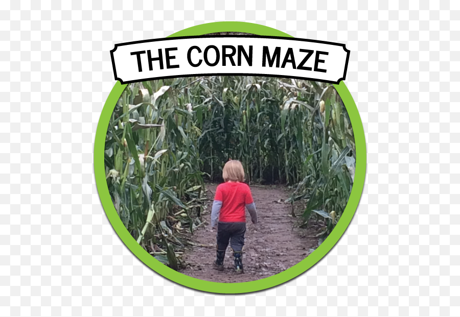 Fall Fun In Snohomish Washington - Costituzione Png,Corn Field Png