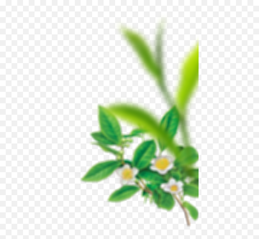 Plants Top View Png - Tea Plant Transparent Cartoon Jingfm Milk Tea Background Green,Plant Top View Png
