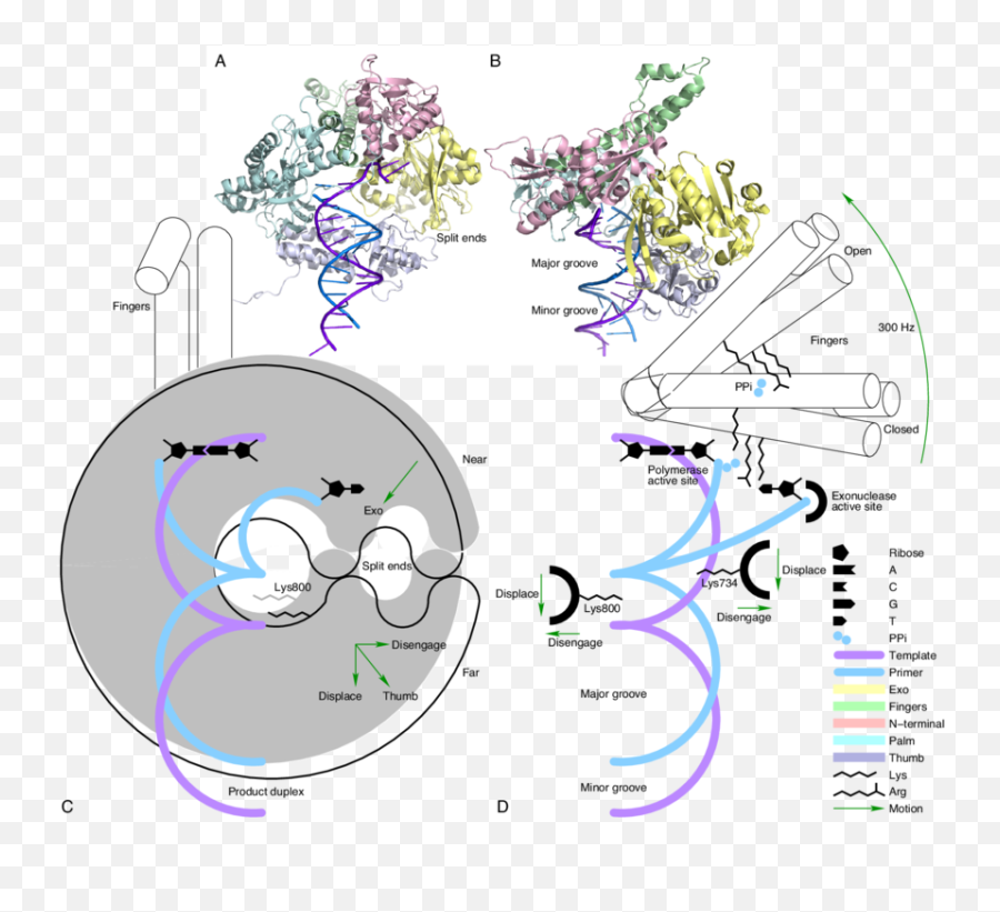 A Cartoon Representation Of The Main Findings Dna Double - Diagram Png,Double Helix Png