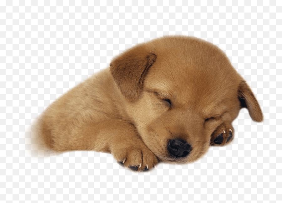 Download Cute Puppies Png Images - Baby Puppy,Cute Puppy Png