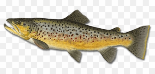 Png Images Transparent - Salmo Trutta Illustration,Trout Png