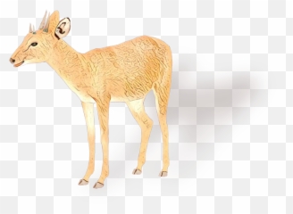 White - Animal Figure Png,Antelope Png