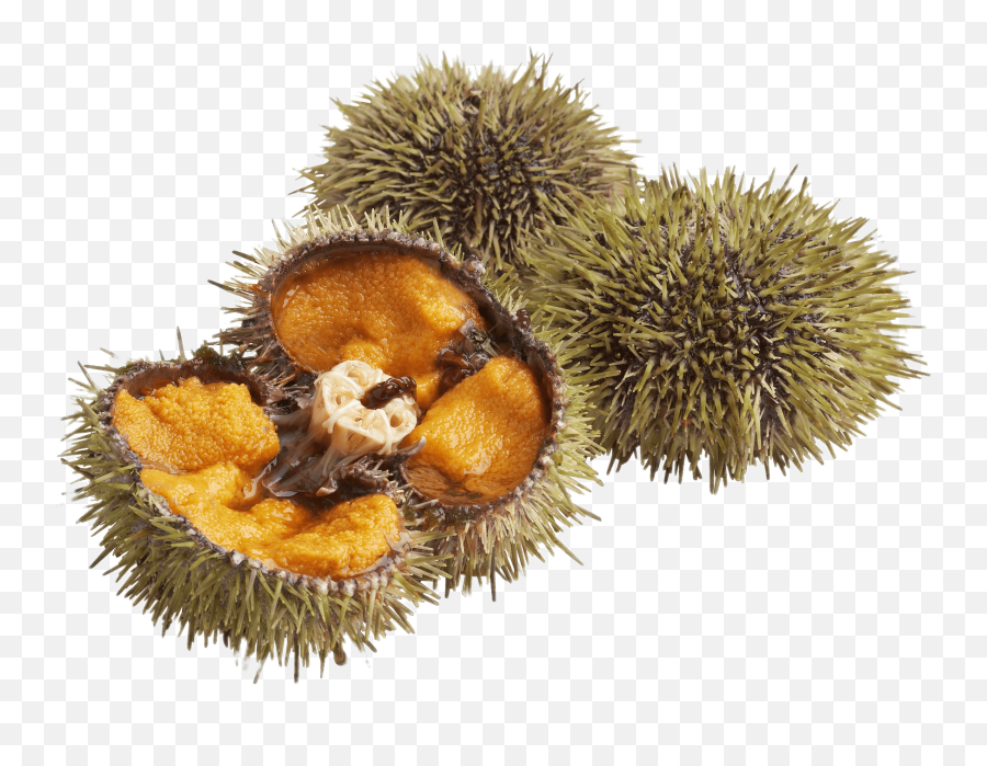 Three Sea Urchins Transparent Png - Soft,Sea Urchin Png