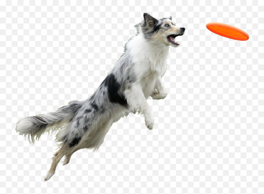 Dog With Frisbee Transparent Background - Dog Frisbee White Background Png,Frisbee Png