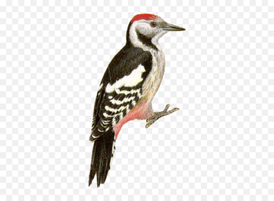 Png And Vectors For Free Download - Woodpecker Png,Woodpecker Png