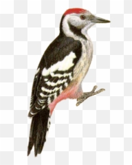 Png And Vectors For Free Download - Woodpecker Png,Woodpecker Png