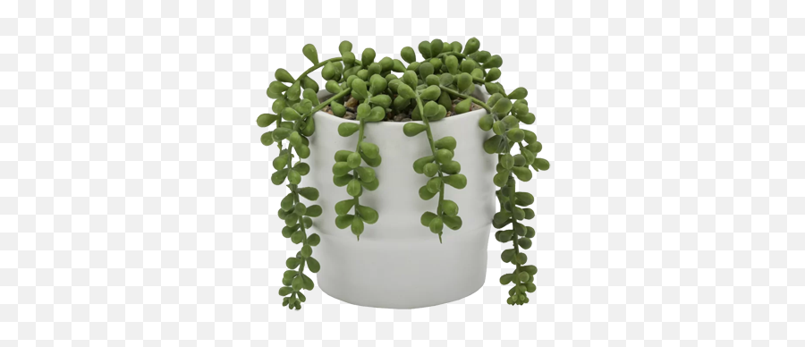 Pearls Ceramic Two Tone Agave Plant - String Of Perals Plant Png,String Of Pearls Png