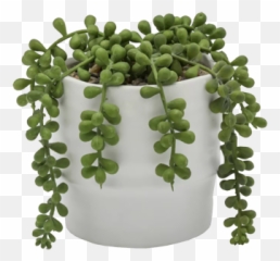 Pearls Ceramic Two Tone Agave Plant - String Of Perals png