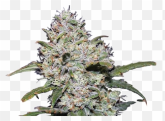 Gorilla Glue 4 U2013 Csb - Gorilla Glue Auto Steain Png,Gorilla Glue Logo