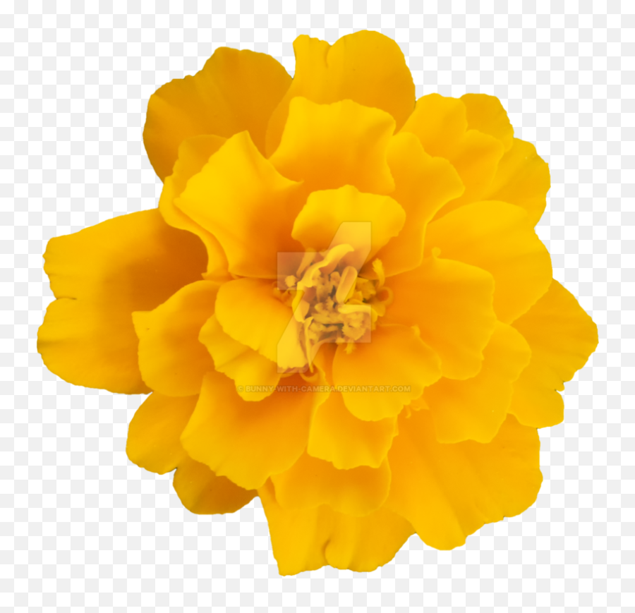 Yellow Flower Transparent Png Clipart - Transparent Yellow Flower Clipart,Yellow Flower Transparent Background