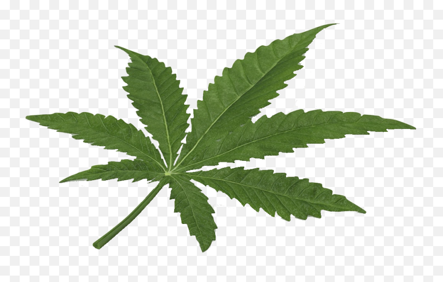 Marijuana Leaf Cannabis Hd Png - Marijuana 3d Obj Free,Weed Png